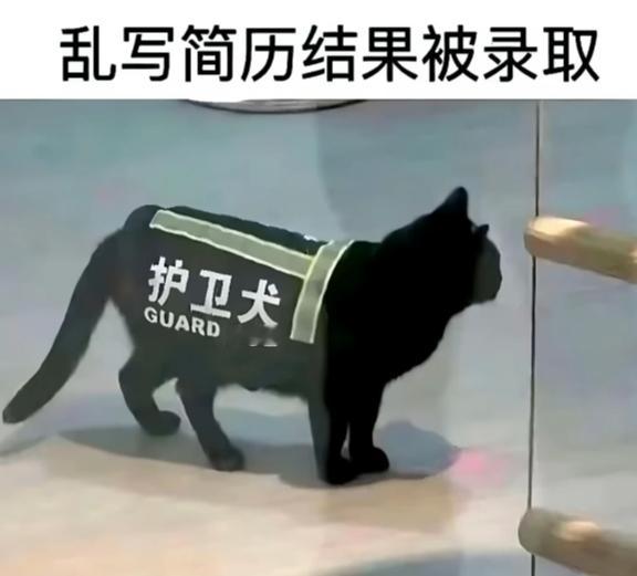 一些可爱的meme梗图无水印表情包猫meme