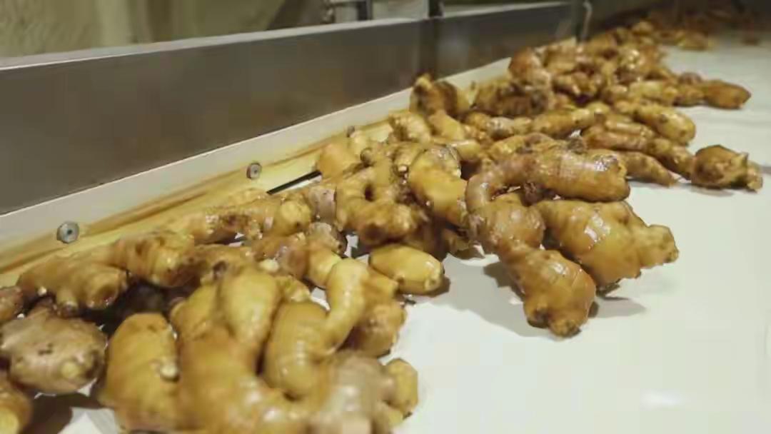 青岛平度藏着“黄金土疙瘩”！亩产破万斤的蟠桃大姜引爆田间，农户抱团日赚千元，背后