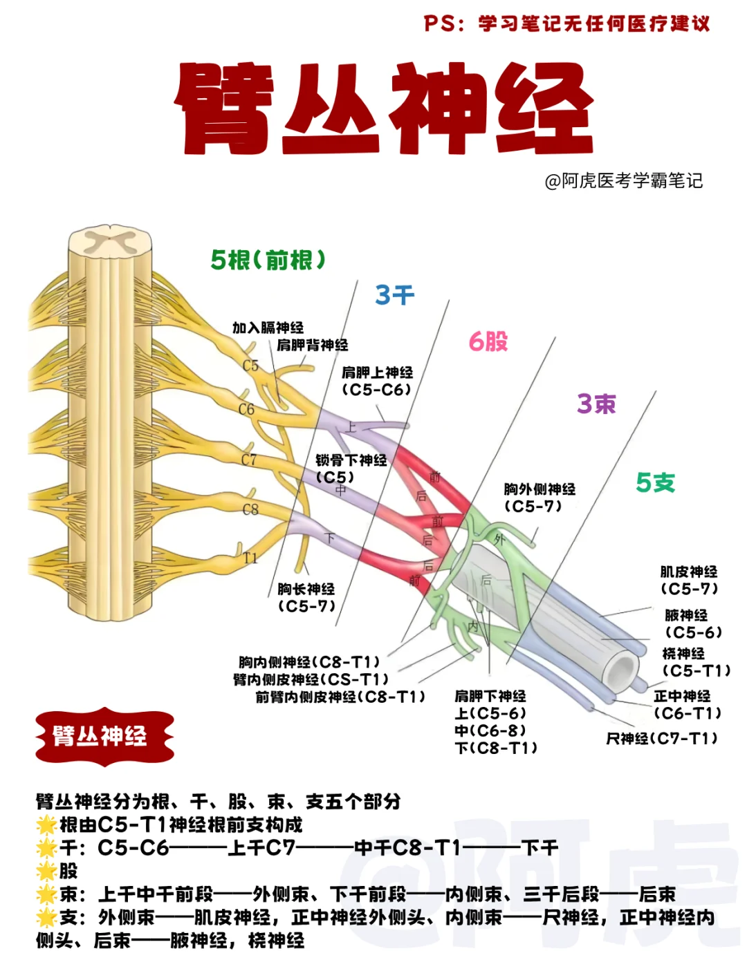 医学生笔记📒：臂丛神经👆