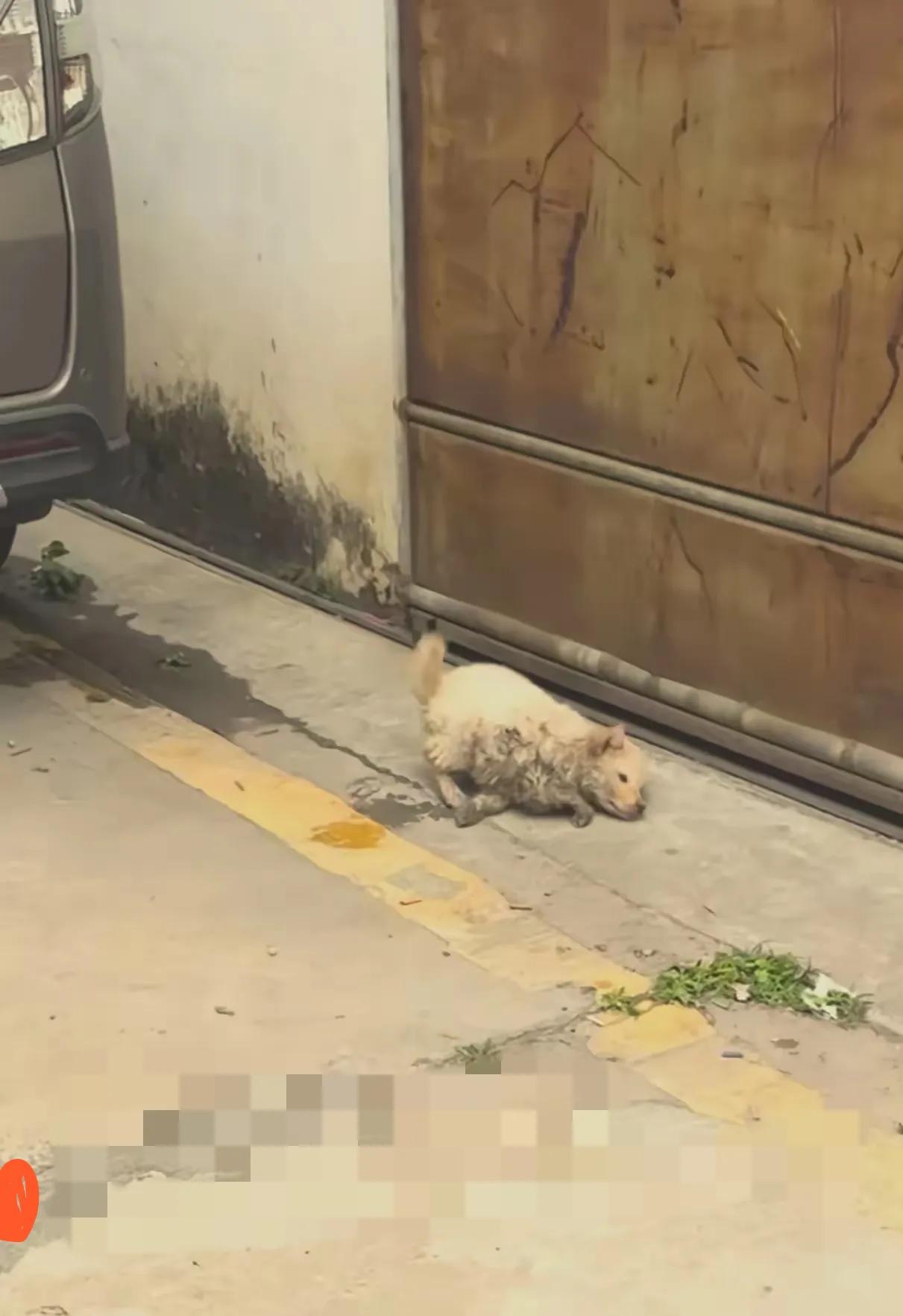 你敢信吗？
      亲眼看见有人把受伤的小狗当“废品”！水沟旁，瘸腿小狗艰难