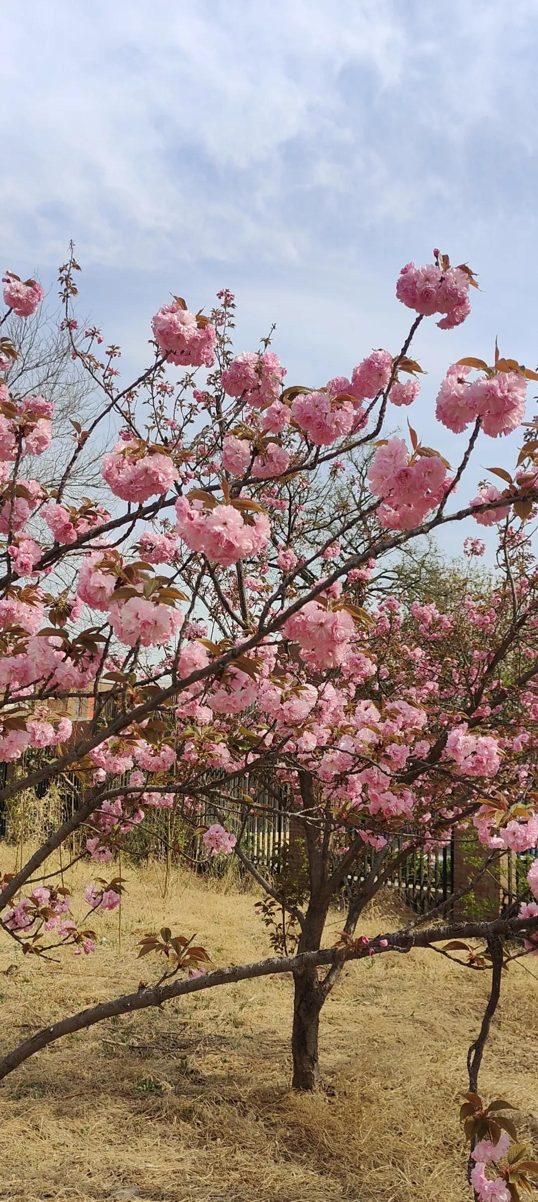 散步赏花随手拍