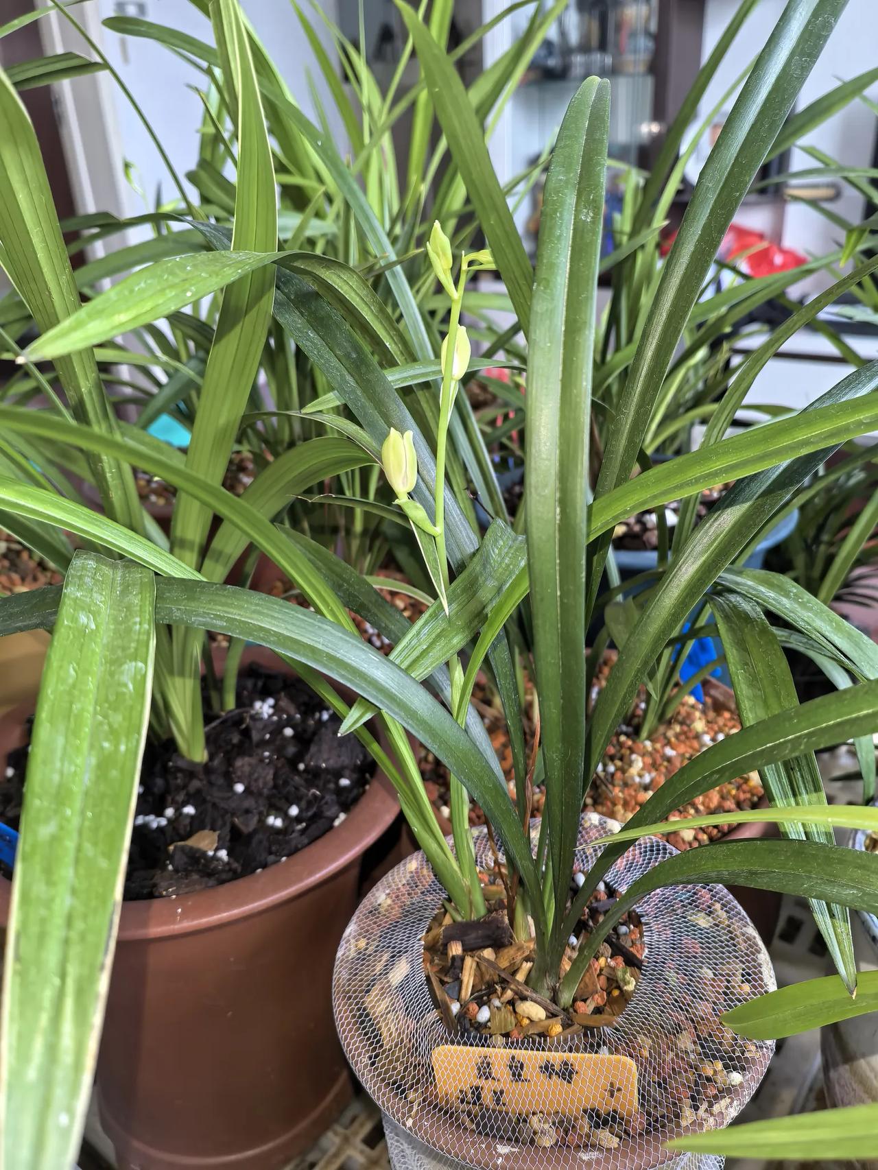 家庭养兰杀虫实用技巧，远离虫害防腐苗
养兰花，虫害是一大隐患。很多兰花最后出现腐
