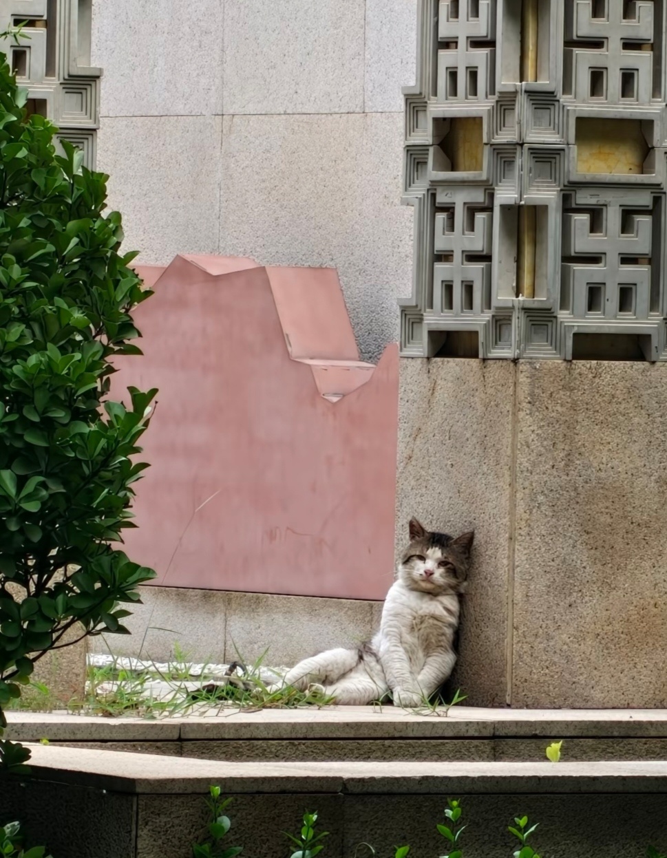 咪不知道为什么，咪觉得好累。早上出门看到的猫猫，当时只觉得可爱就照下来了。现在越