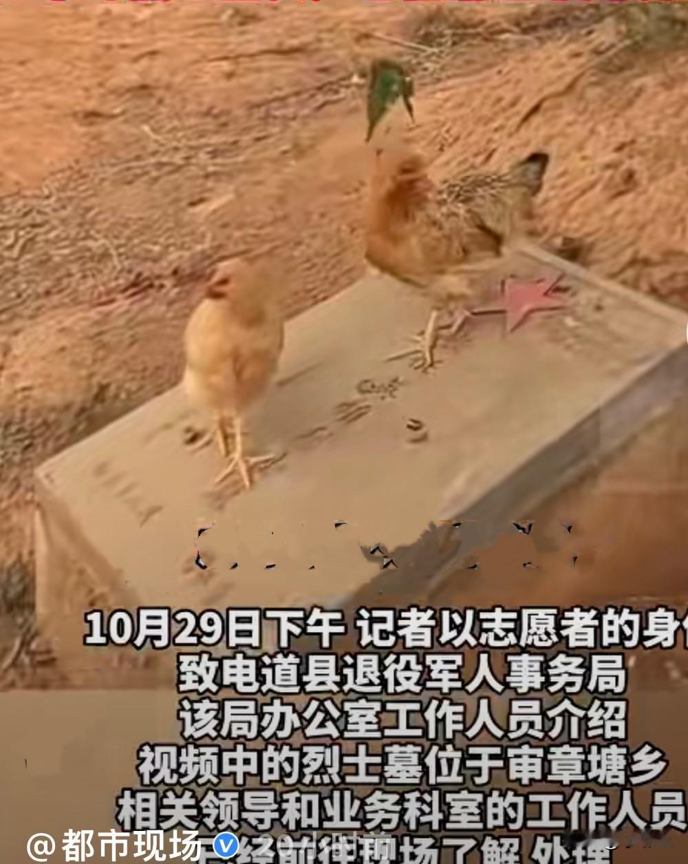 10月29日 ，湖南永州市道县一长征英雄烈士墓周边没有单独的围护或设施保护，圈养