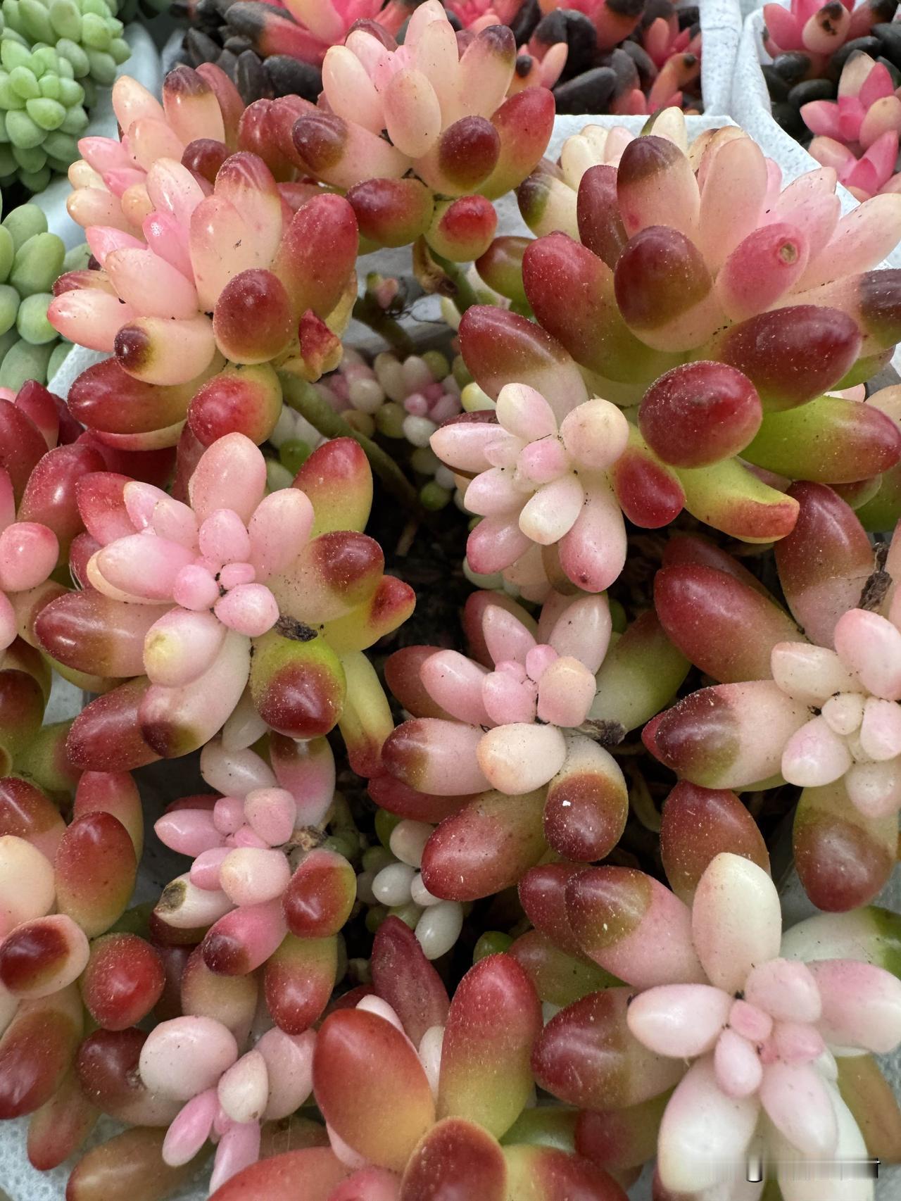 此生一直追求完美，并刻求家人，自己累也累家人。

无意当中，听到凌云老师说了一段