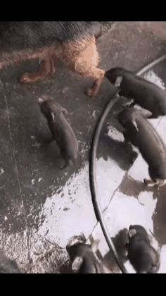 一窝小猪猪生动地演绎了有奶便是娘的故事，关键是这条母狗也接受了这些不速之客。