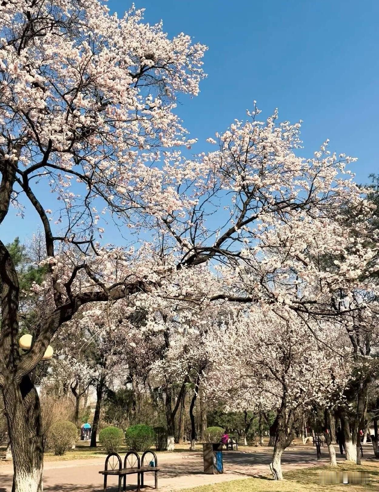 北京的春天，到处都美！
春日生活打卡季
此时此刻，在北京随手一拍都是大片儿，风暖