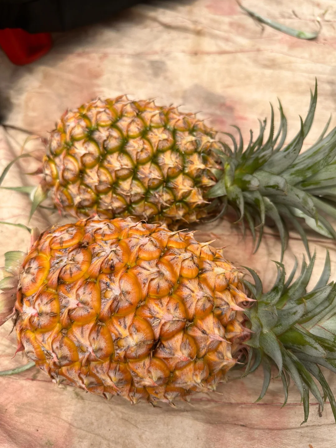 做良心买卖，绝不卖用💊催熟凤梨给粉丝！