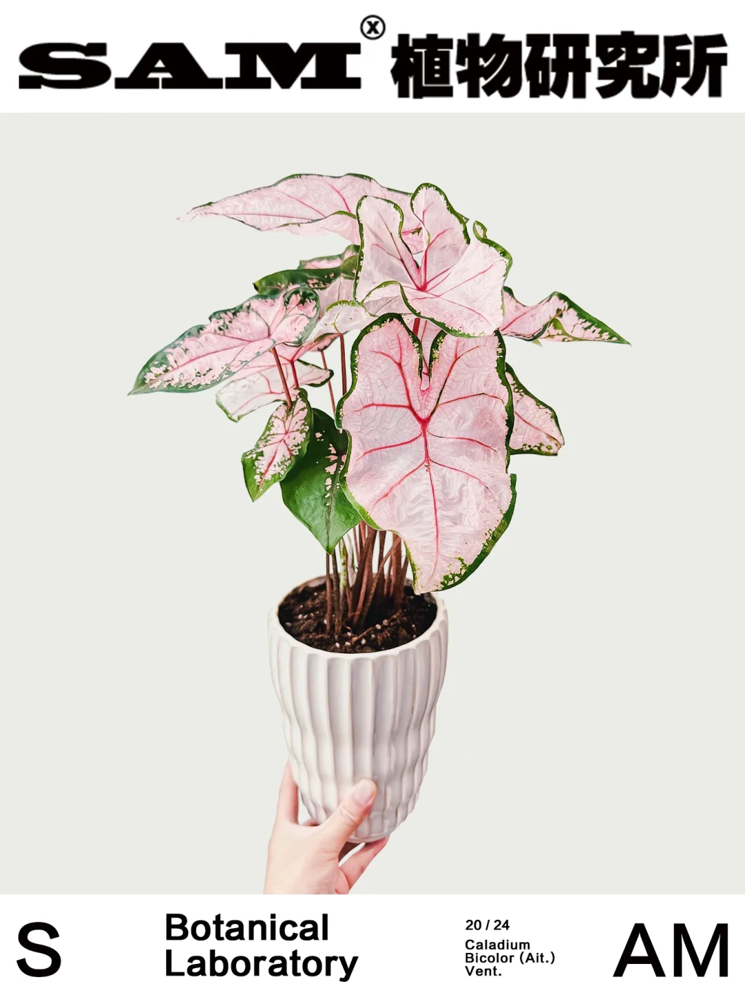 粉色飞溅｜Caladium Bicolor Ait.Vent