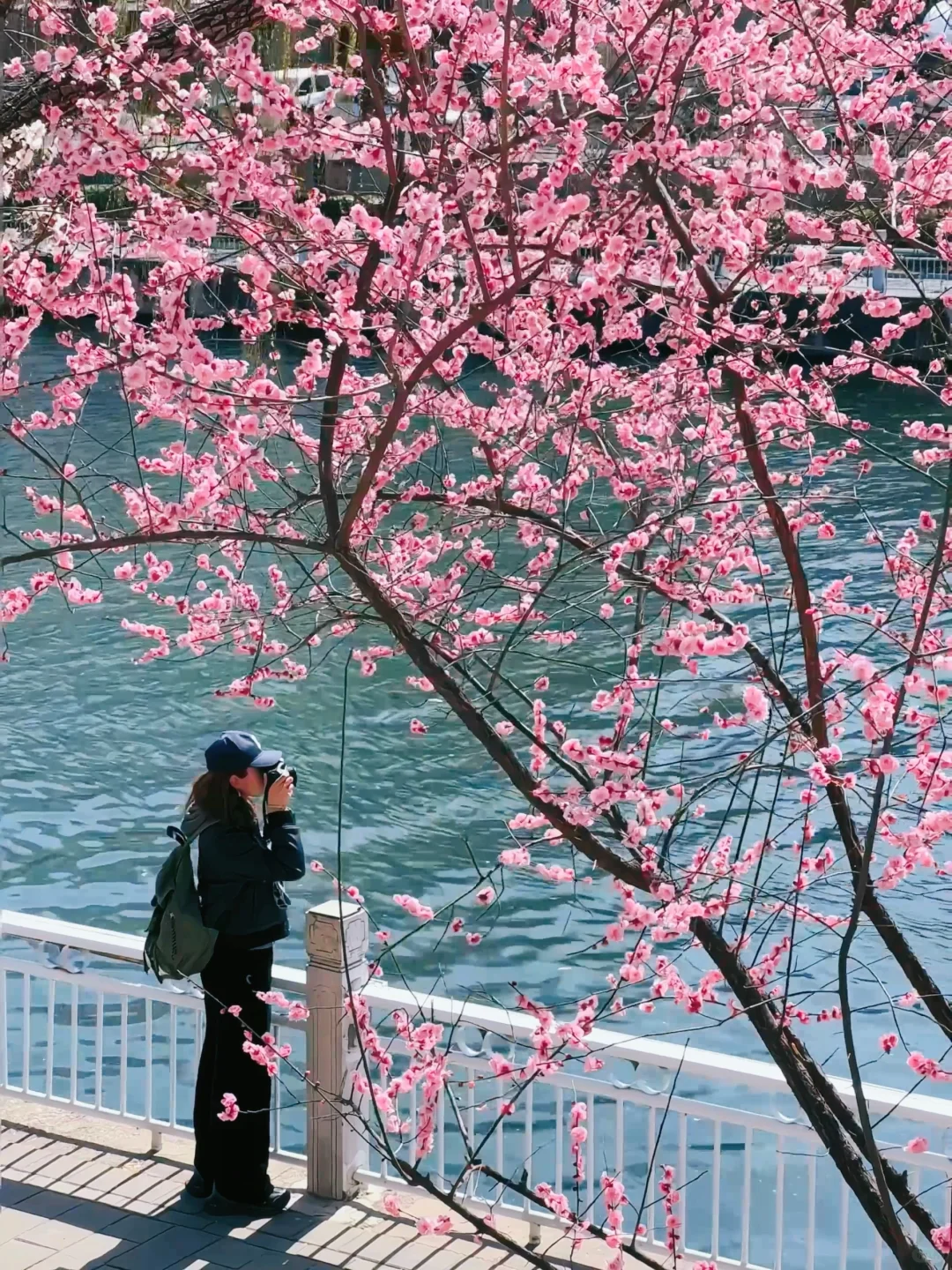 3.12实拍📷北京水岸桃花🌸最美三公里上春山