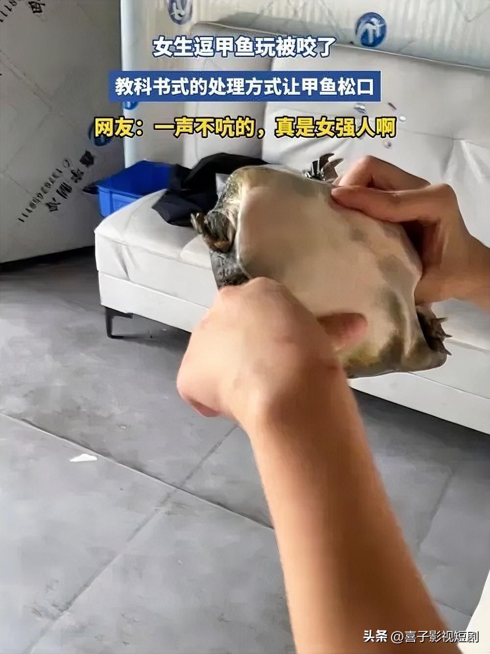 惊！女子被甲鱼咬，教科书操作化解危机
近日，一女子不慎被甲鱼咬住手指，疼得眉头紧