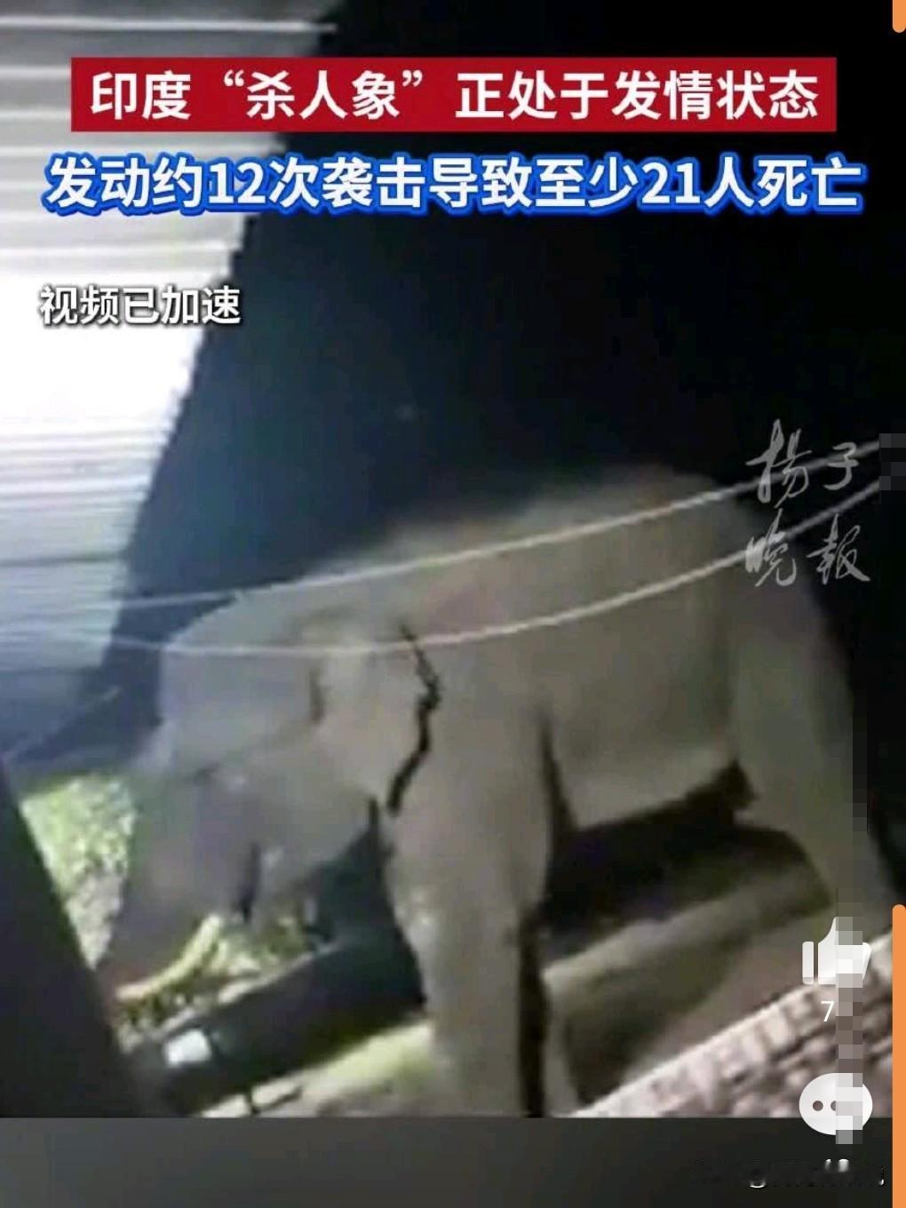 这真的是太可怕了，这种问题的野象，必须击毙才对呀。
近日以来，印度杀人象昼伏夜出