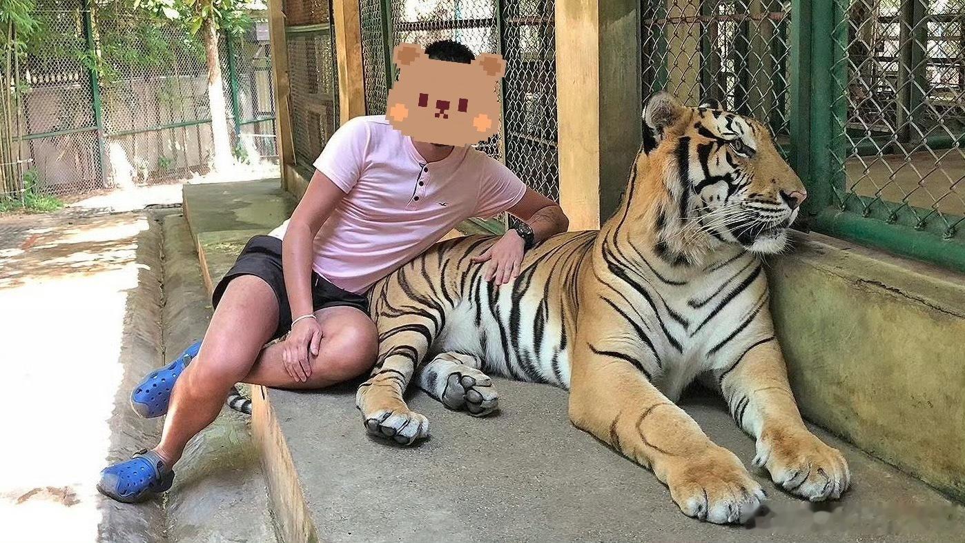 据说现在可以摸老虎了 