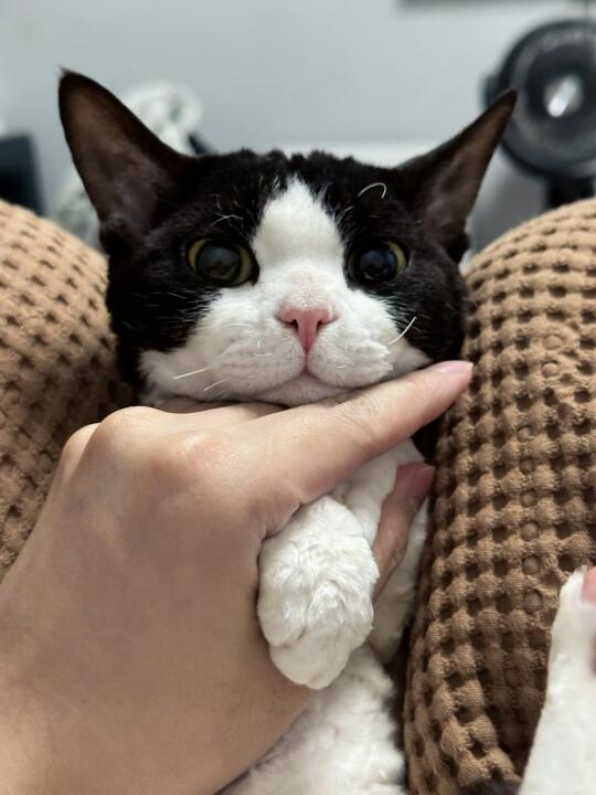 再大也是宝宝呀|德文卷毛猫