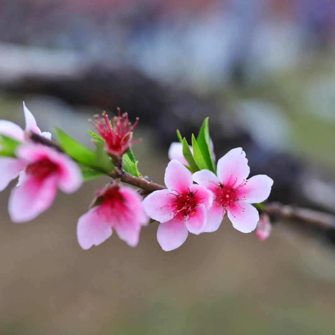 水墨桃花 乡约翁源，春季赏花好去处，今天来到美丽的花果之乡翁源，在李洞桃花谷赏桃