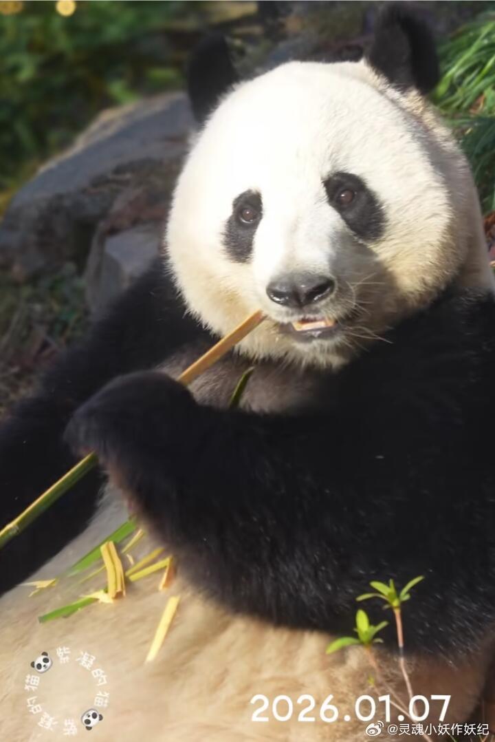 大熊猫半半香果离世杭动！你拿什么赔我们那么可爱的香果半半！ 