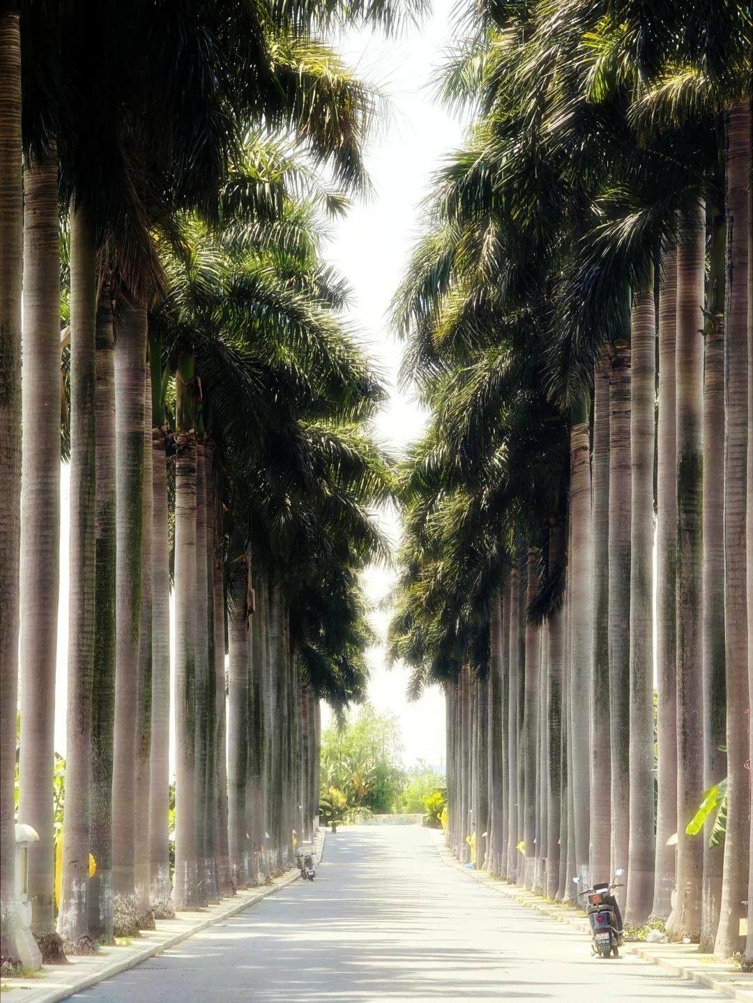 东莞｜香蕉文化园｜蕉海深处，肆意潜浮