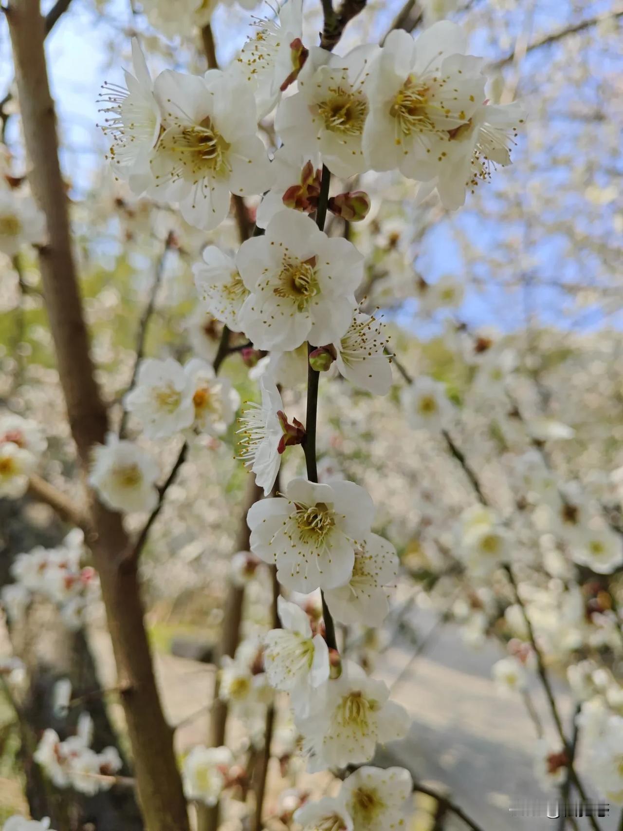 你有拍得最美的梅花吗？请分享一下