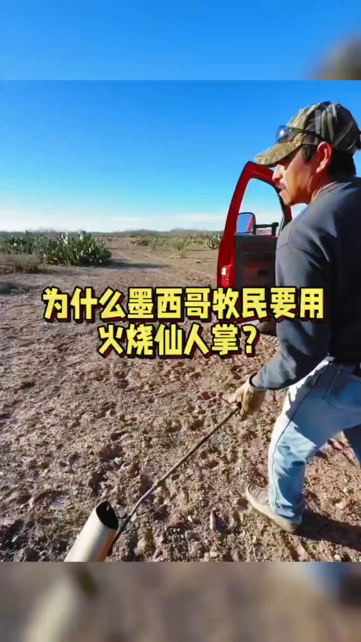 为什么墨西哥牧民要用火烧仙人掌？
你们有没有想过墨西哥牧民为什么要用火烧仙人掌？