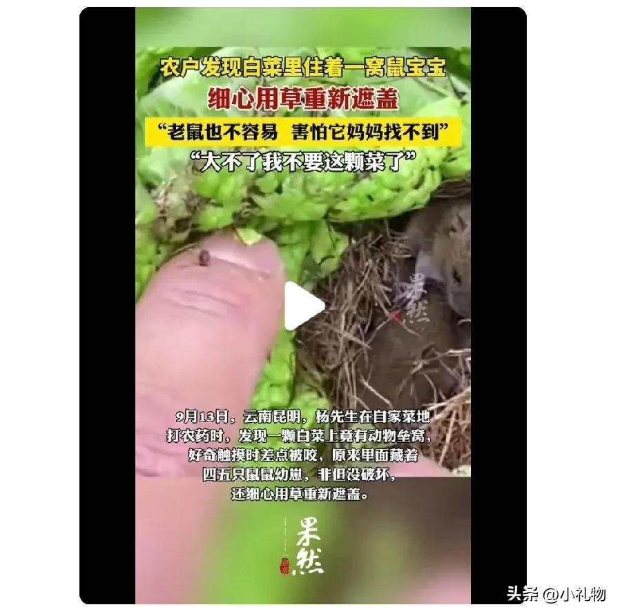 昆明大哥太暖了！为一窝鼠宝宝