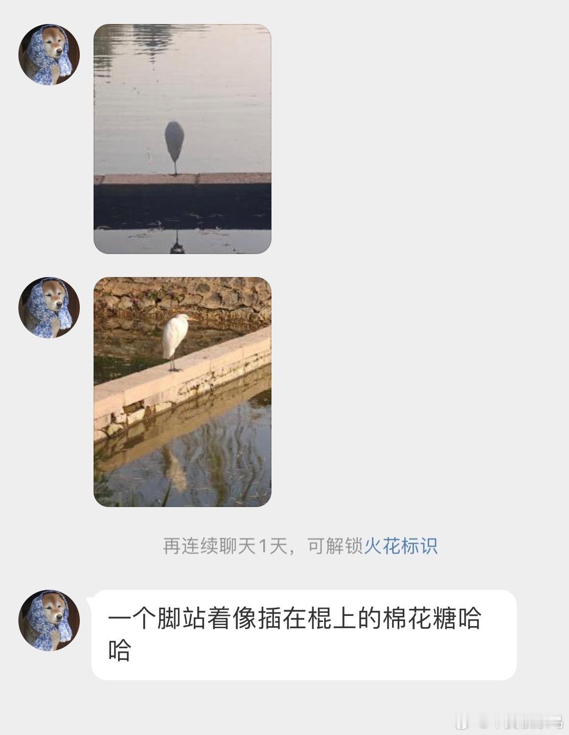 河边的【中白鹭】背面像高脚杯哈哈哈！！ 