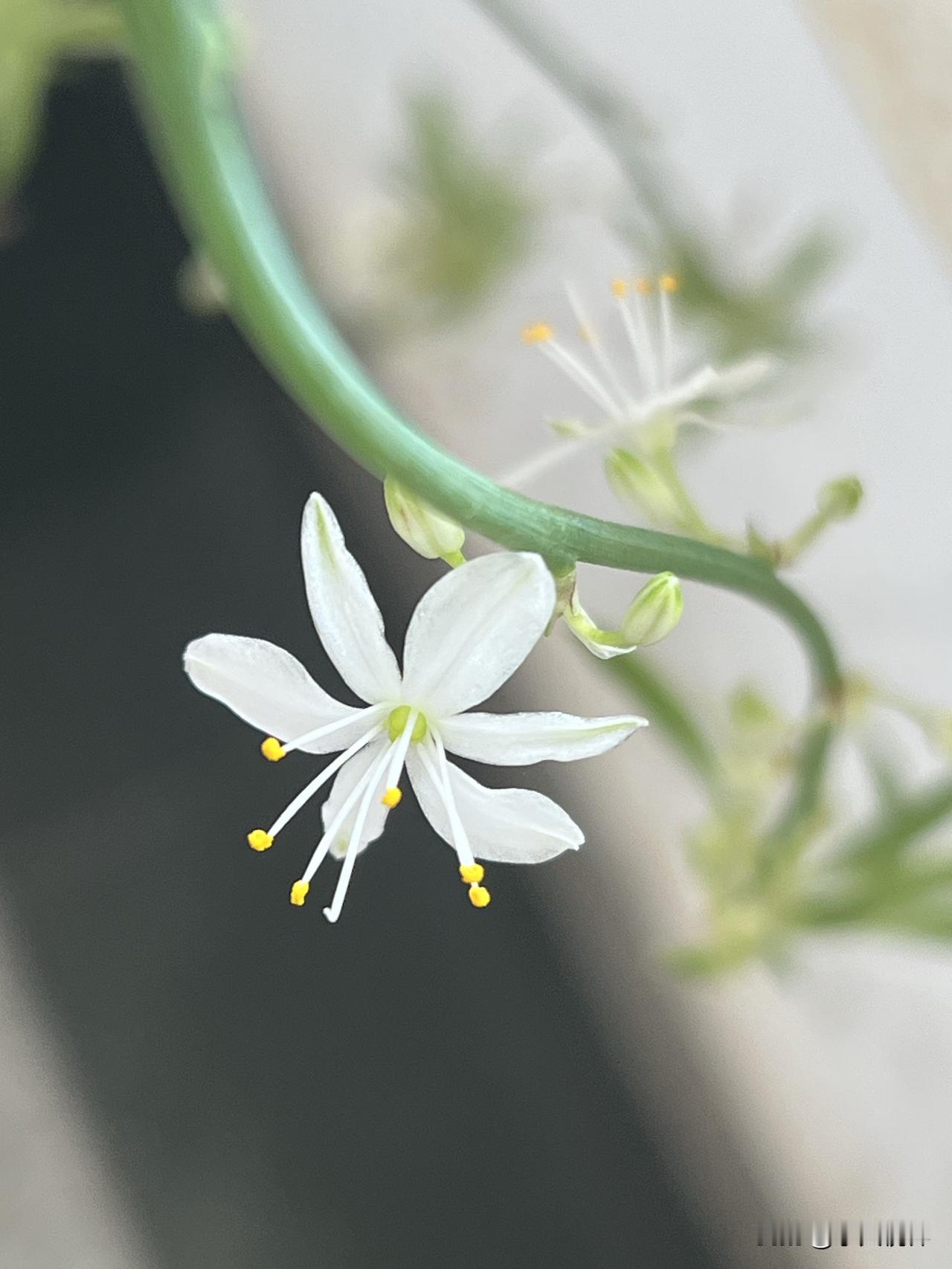 兰花花开了