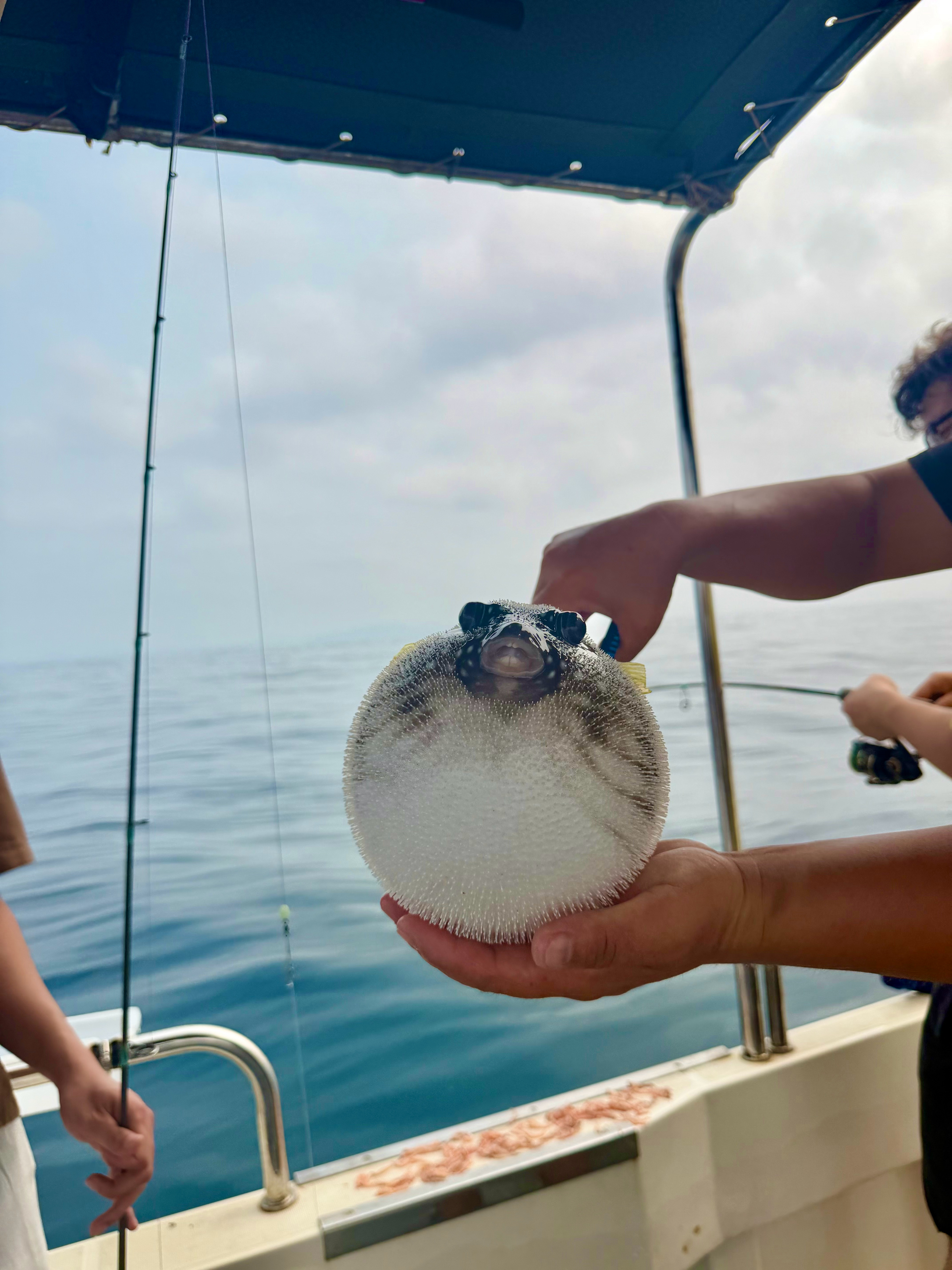 清晨出海的心情是很愉悦的 晕船就🙂↔️ 
