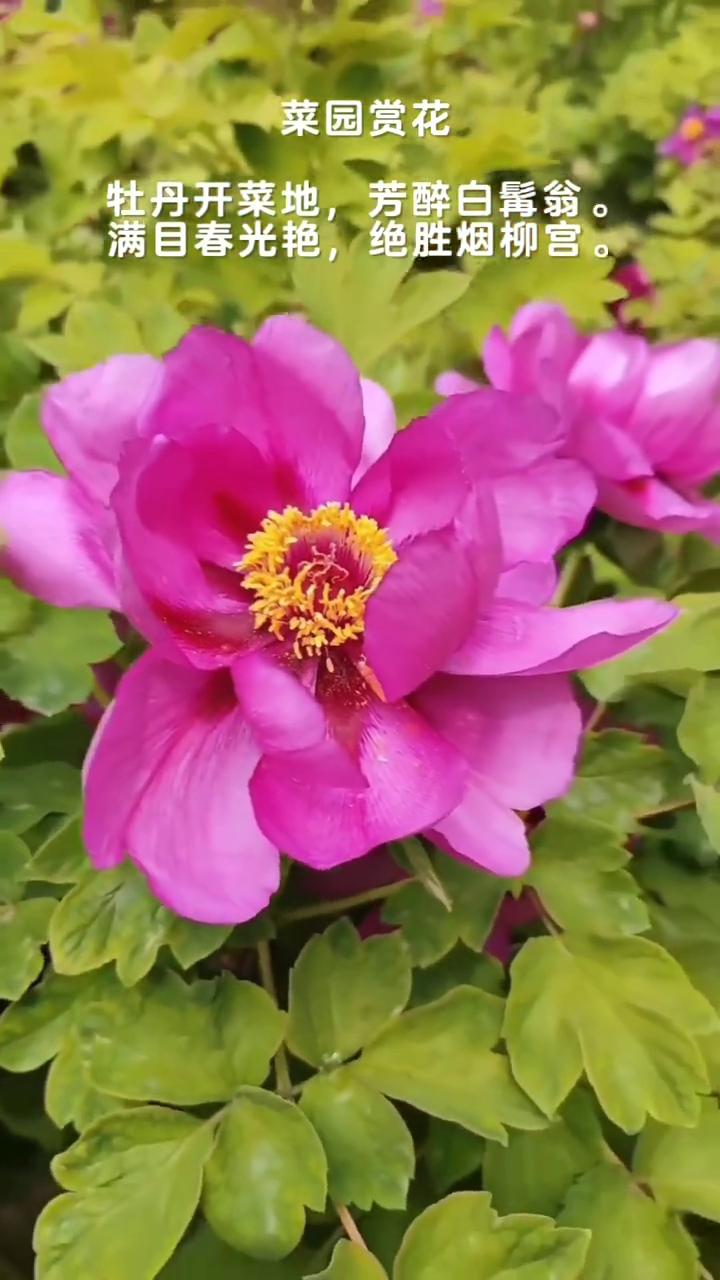 菜园赏花。
牡丹开菜地，芳醉白髯翁。
满目春光艳，绝胜烟柳宫。
芳醉白髯翁，绝胜