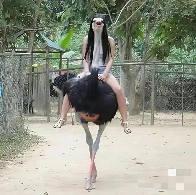 你这是在给鸵鸟拍照吧？