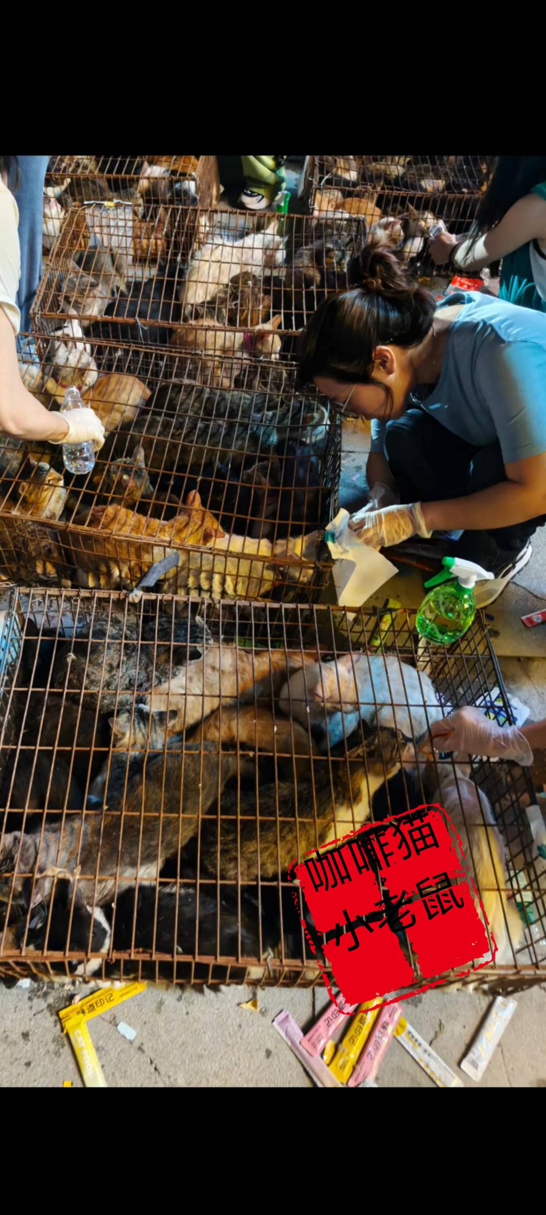 摆在我们面前的这群流浪猫，正是前不久前，广东的志愿者成功从一辆开往湖南方向的大货