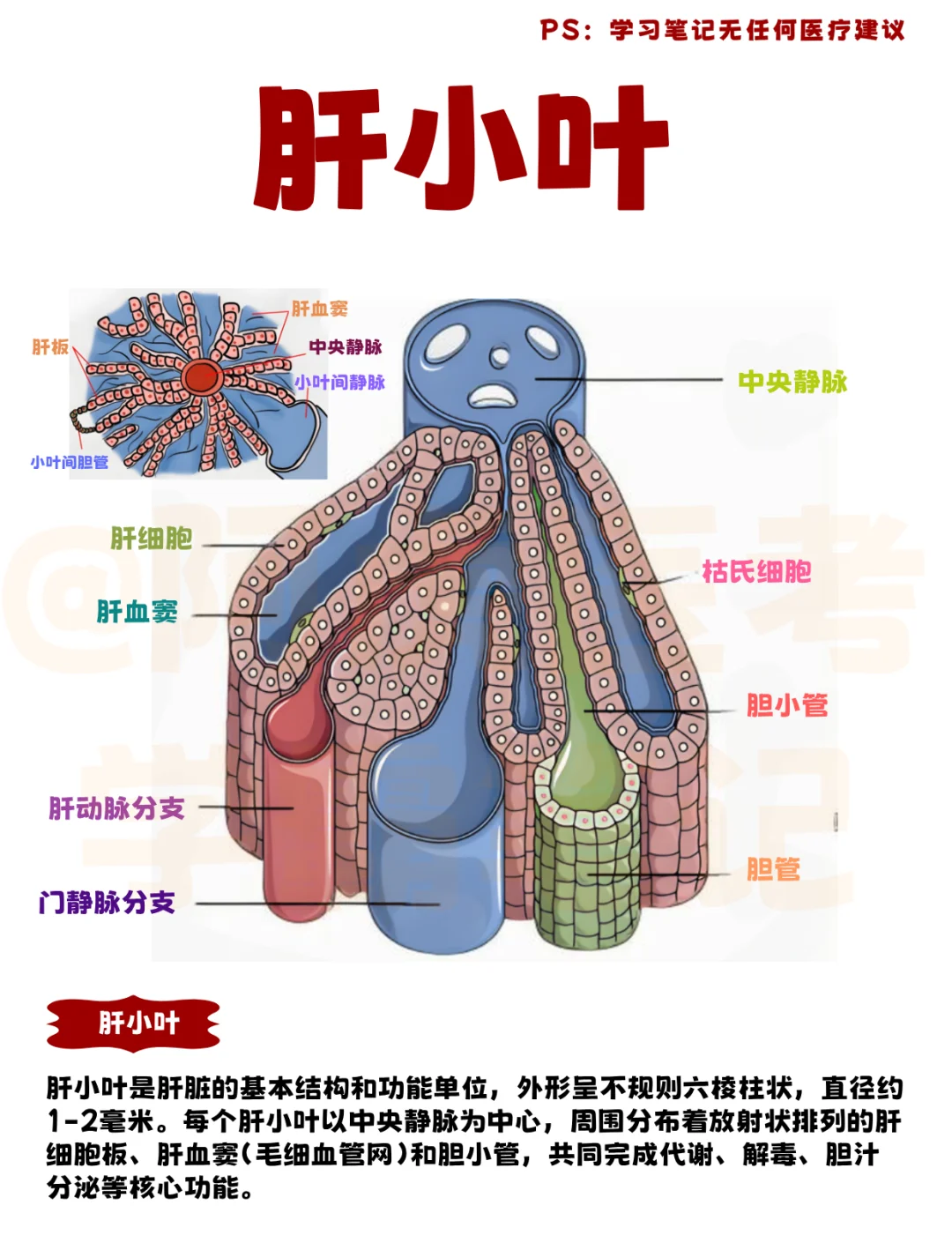 医学生笔记📒｜肝小叶👆