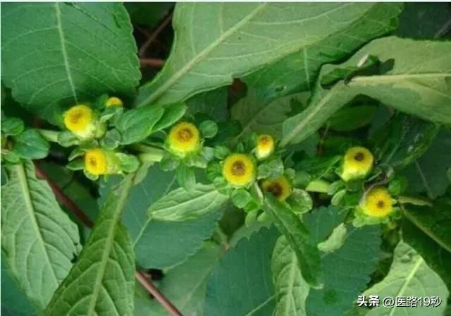 路边小花，是善治咽喉肿痛、皮肤瘙痒的良药

在繁忙的都市生活中，人们往往容易忽视