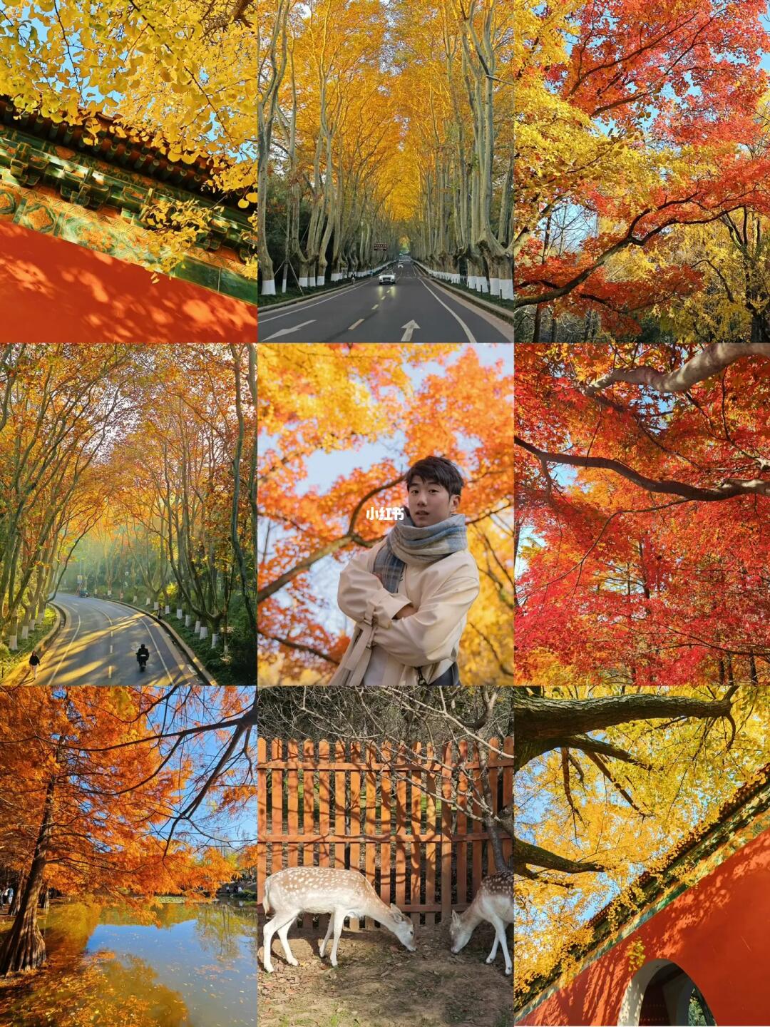 世间若有十分美，九分在金陵📷📷📷