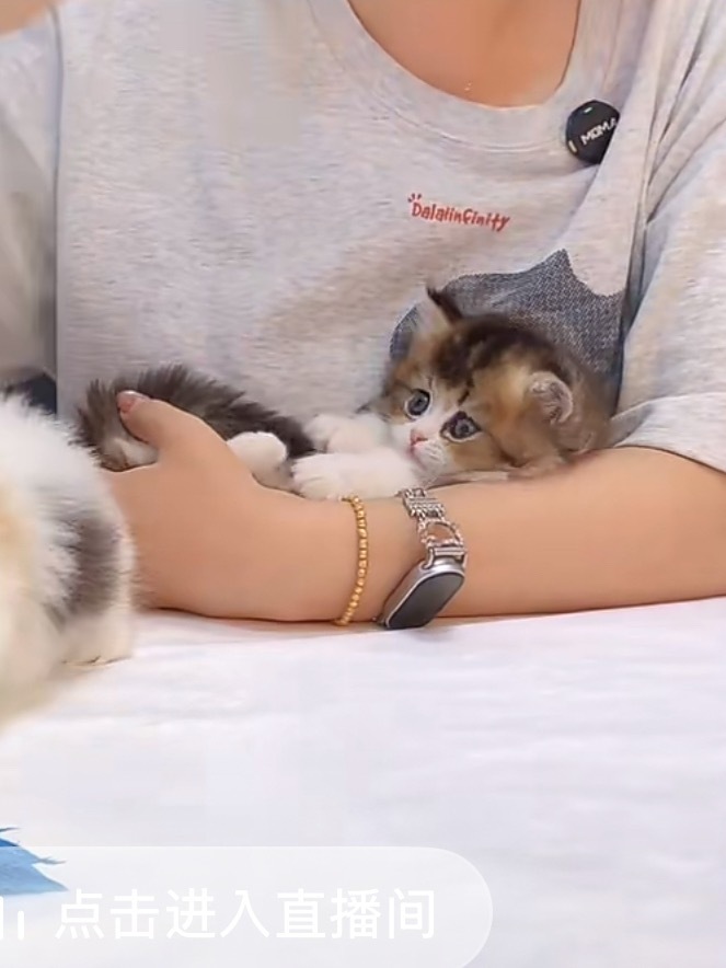 白天看卖猫 晚上看卖兔子 我的一天就这样又结束了 