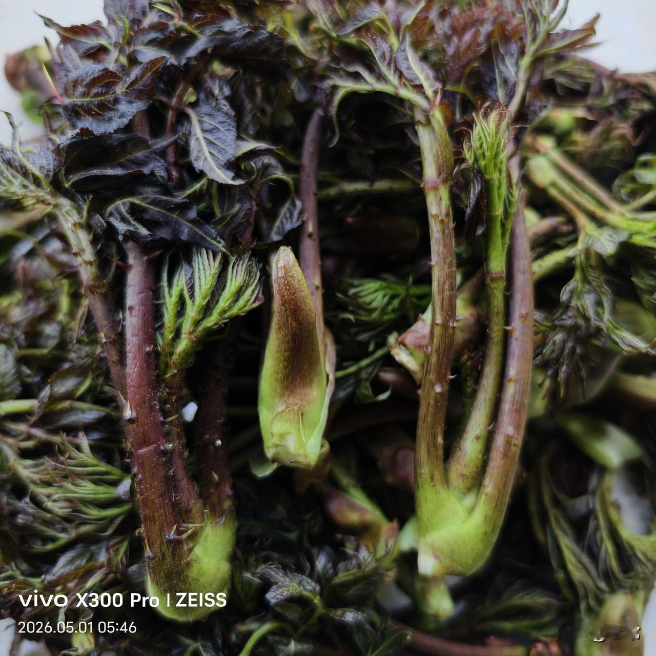 山野菜刺老芽大批上市了，昨天买了一斤，25元，非常新鲜。

回家把它底下的包叶摘