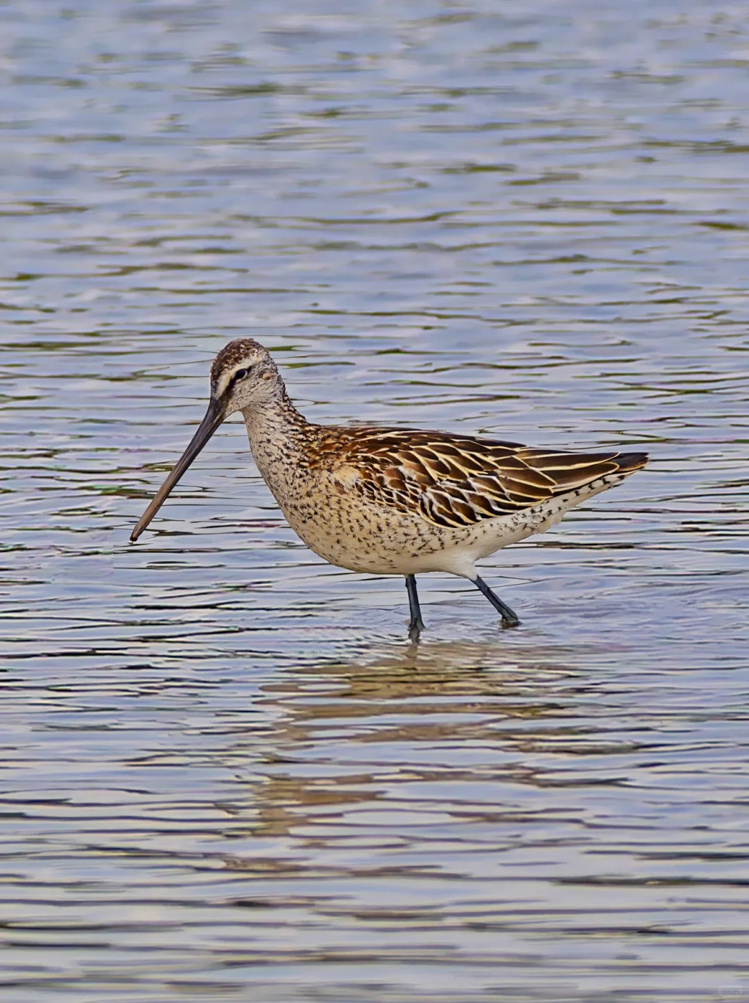 长途迁徙中到广东来歇歇脚的半蹼鹬
