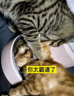 俩猫搁一块儿干饭，小橘猫刚凑饭盆跟前，还没等张嘴造呢。
旁边那狸花猫贼霸道，上去