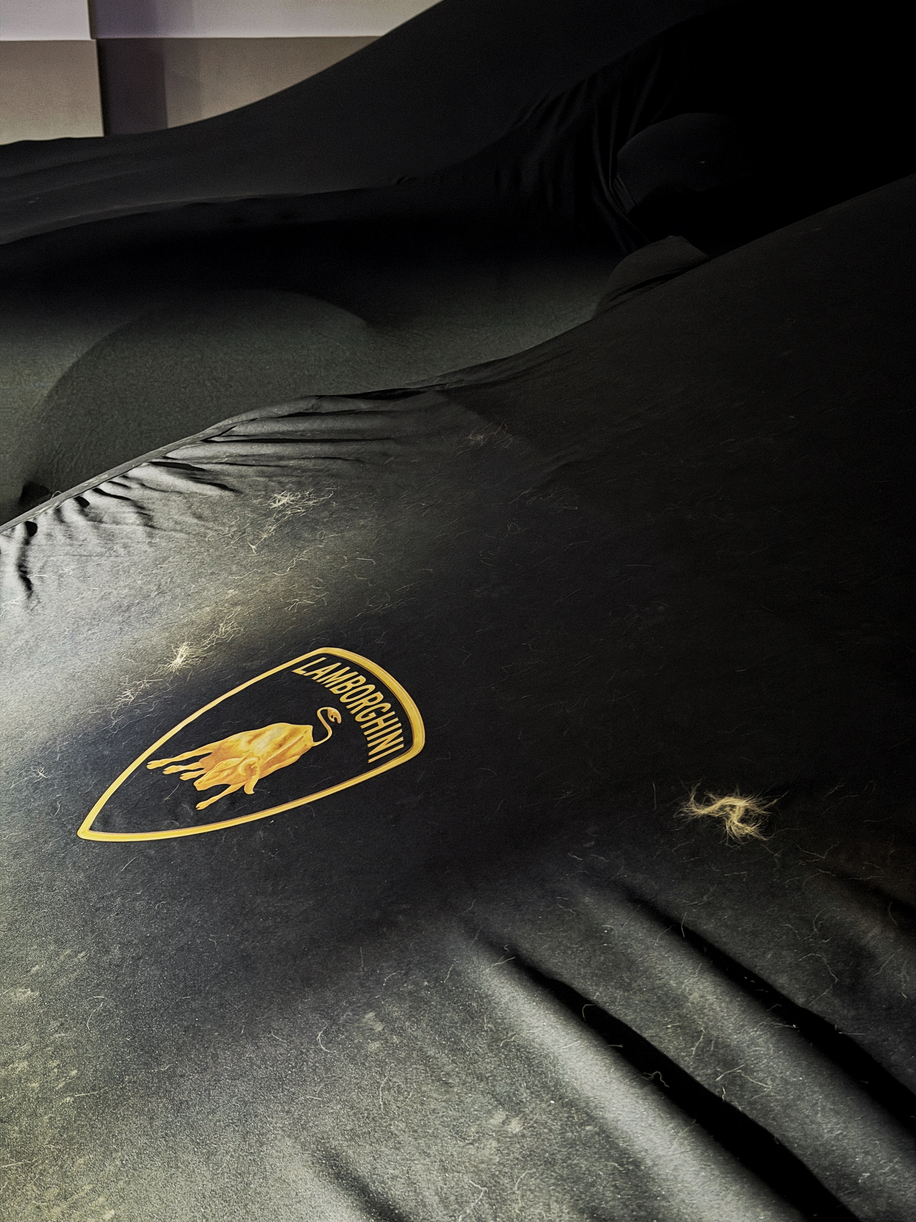 家里车库来了只怪兽🐈，小脏抓到处踩脚印，在兰博车衣上留毛，在保时捷车衣上尿尿抓