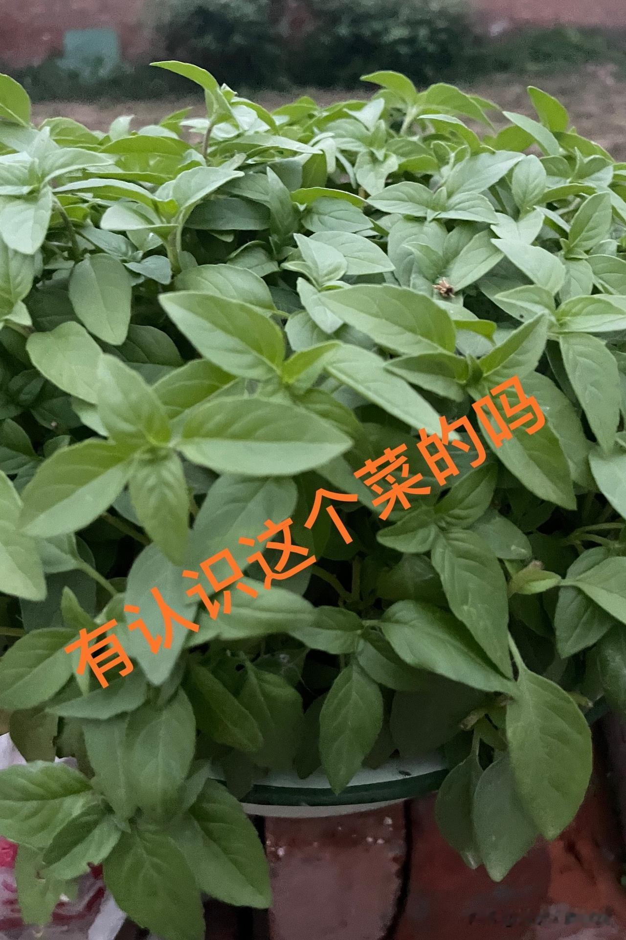 吃饭了！起来吃饭！我不想吃！

起来吃完再睡！

说实话昨天挖了一天大蒜，累的腰