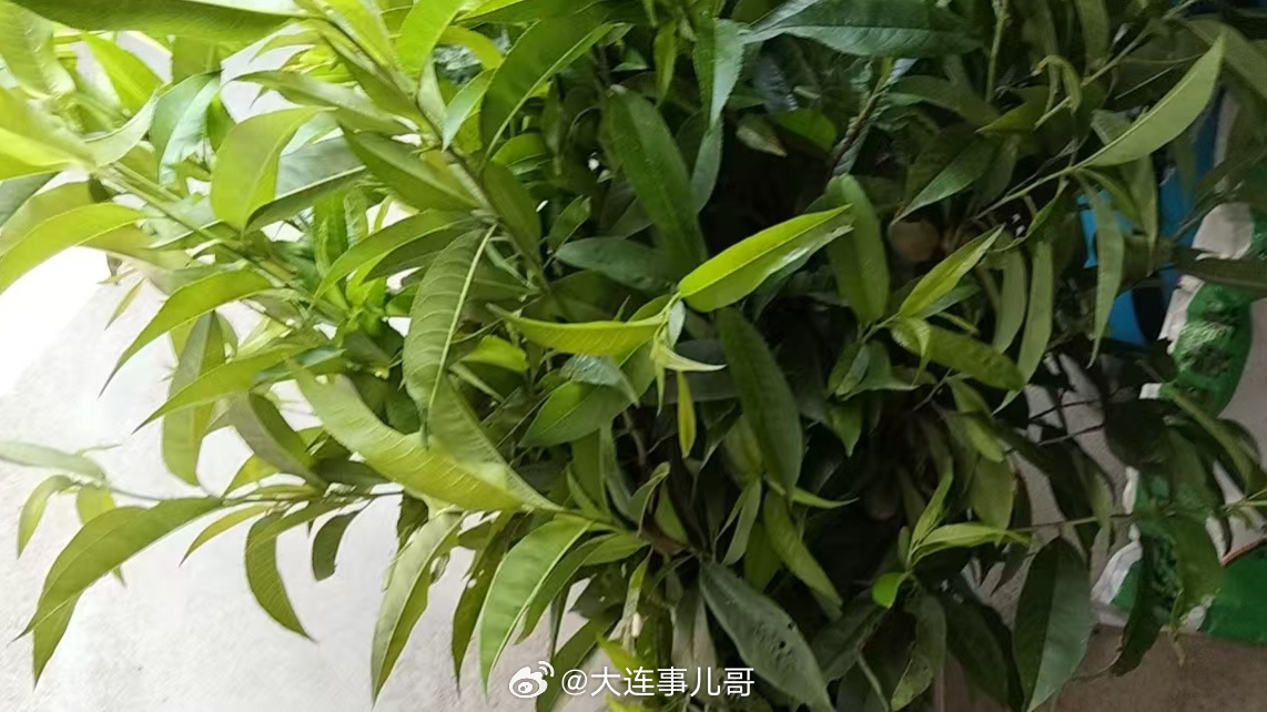 端午 【端午剪桃枝，为啥非得五月初一清晨？老辈人的讲究别丢了】每年端午，总记着奶
