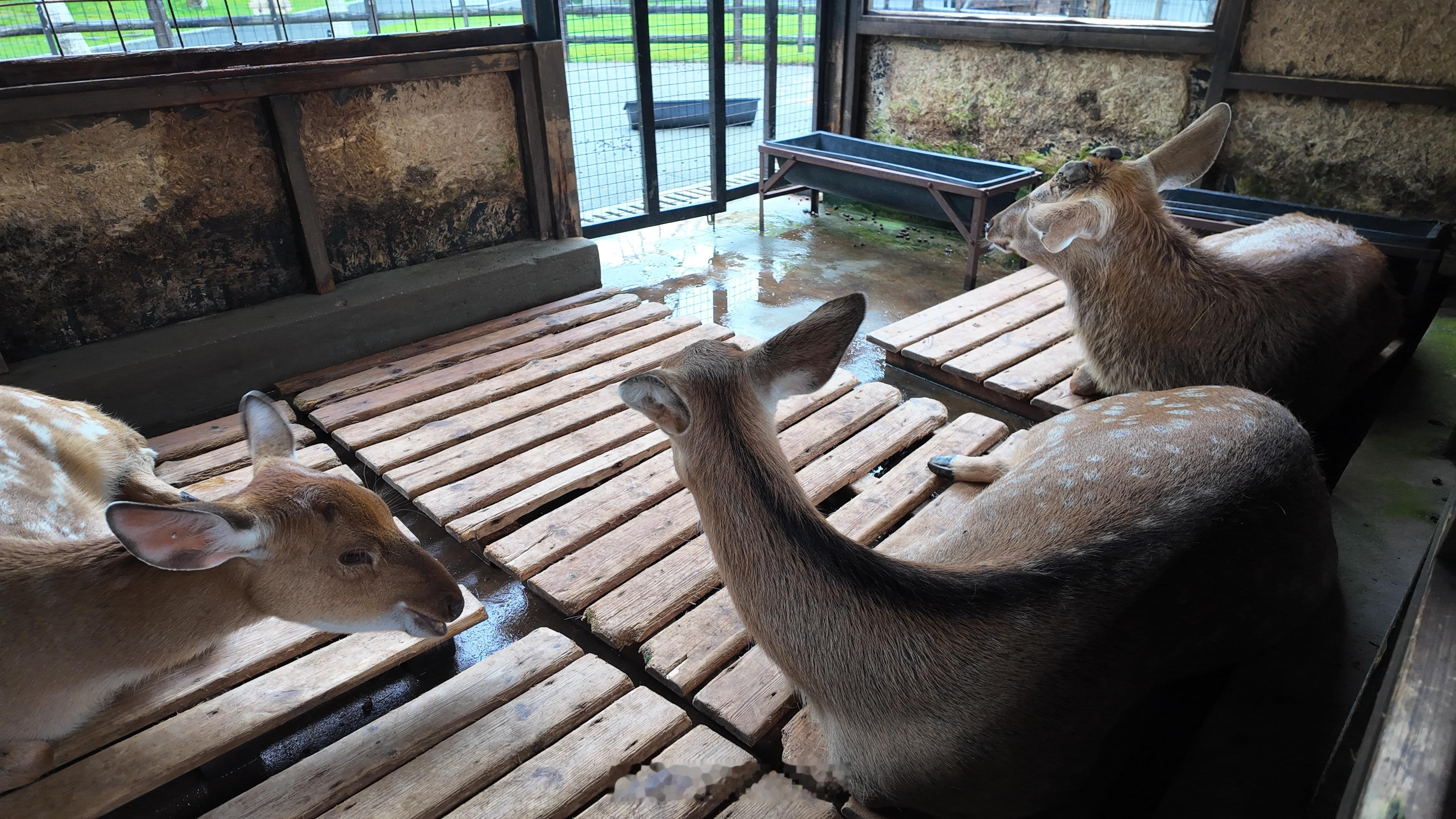 小鹏X9带我拍到了人生照片我帮小鹿拍到了鹿生照片～ ​​​