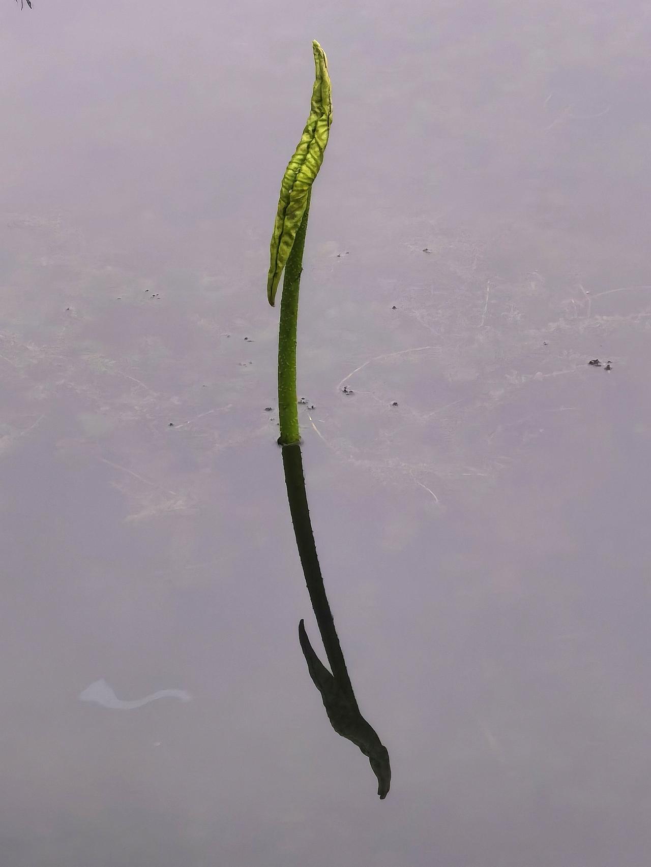 荷叶