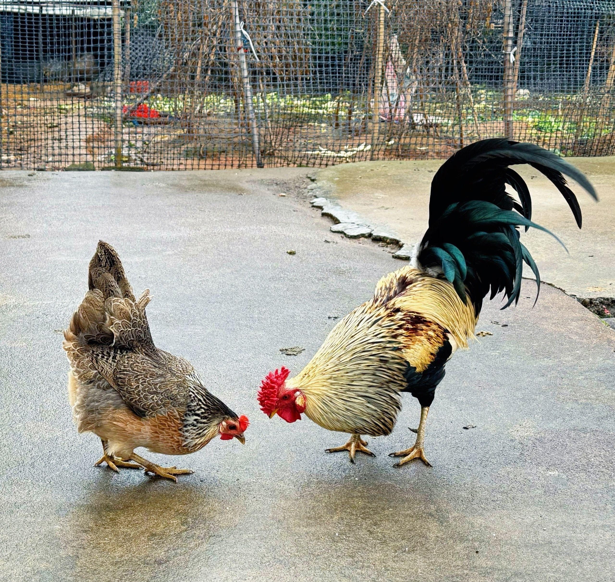 下次给你们找个慢一点的鸡吃，这太快也不是办法，半年都没过去，剩下时间干啥吧？ 