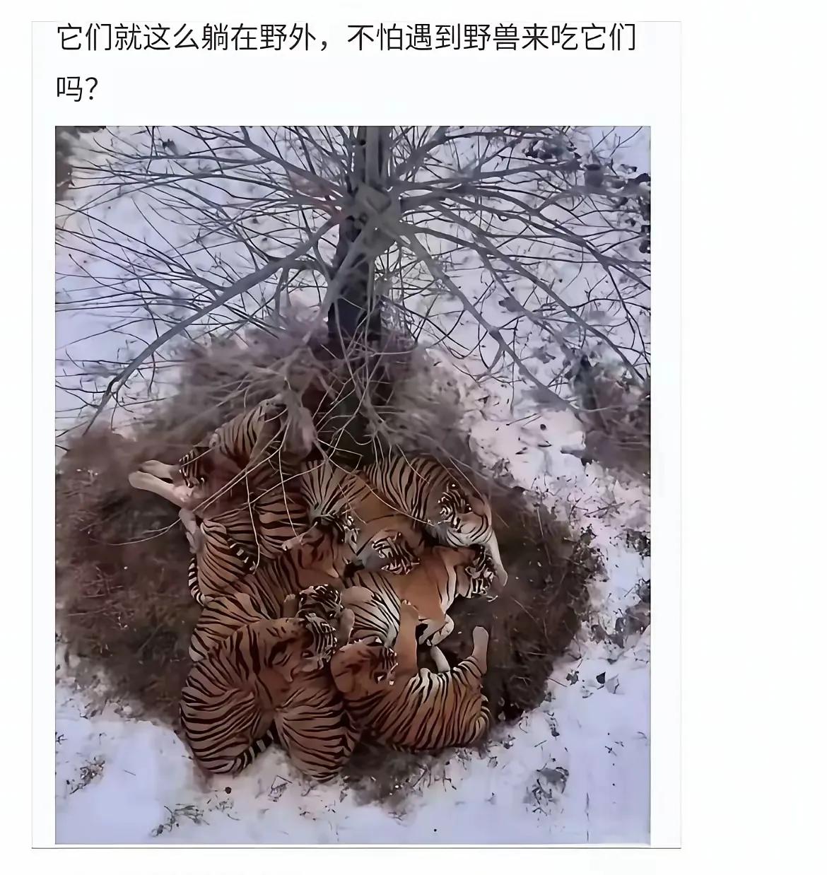 我一直怀疑，当年武松打的是真老虎吗？
作为纯阳之体，武松真的几拳可以干倒一头老虎