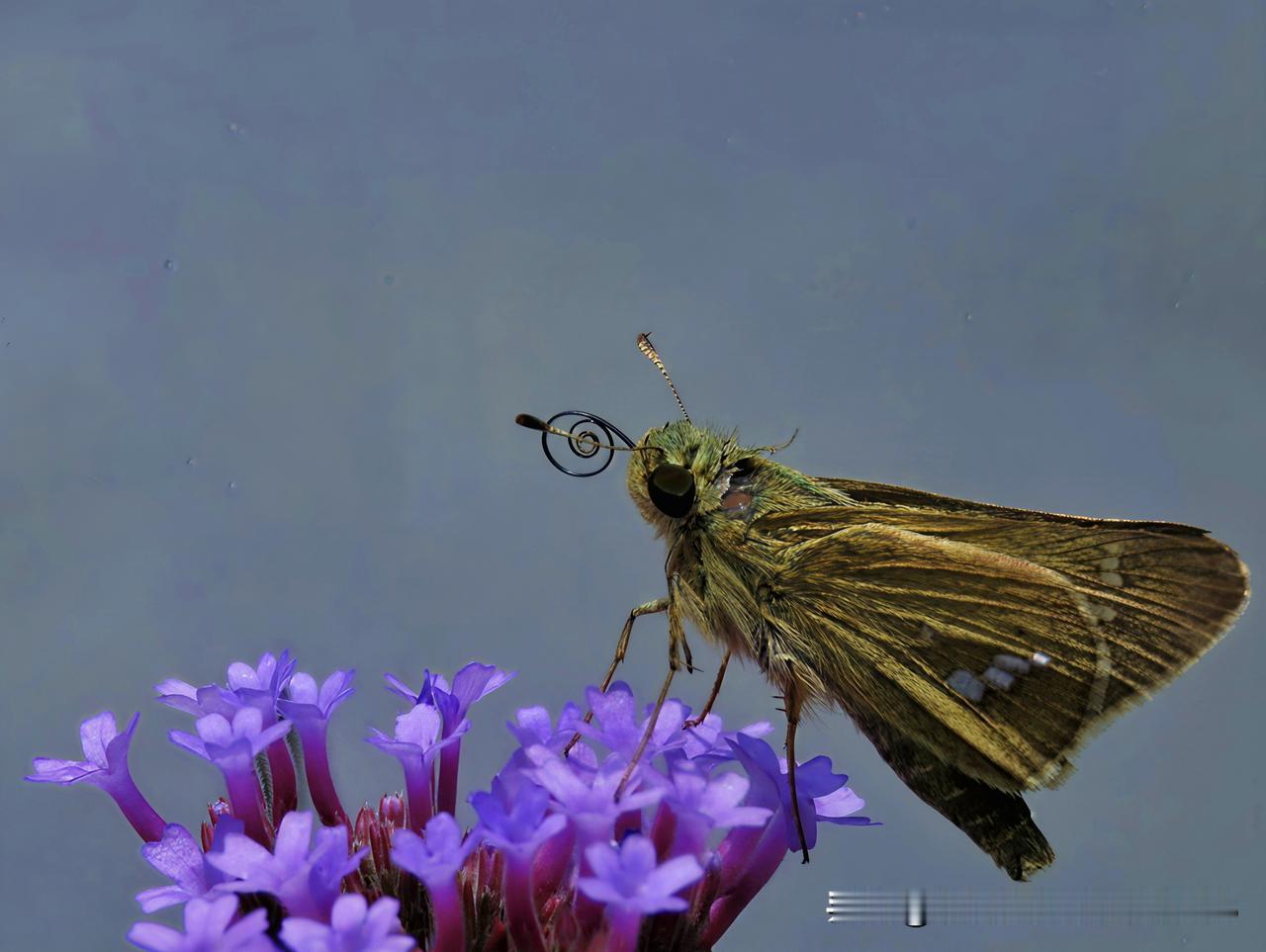 晒图笔记大赛把春天卷进螺旋里，再悄悄递到花蕊上。 它用一根口器，和整个春天对话。