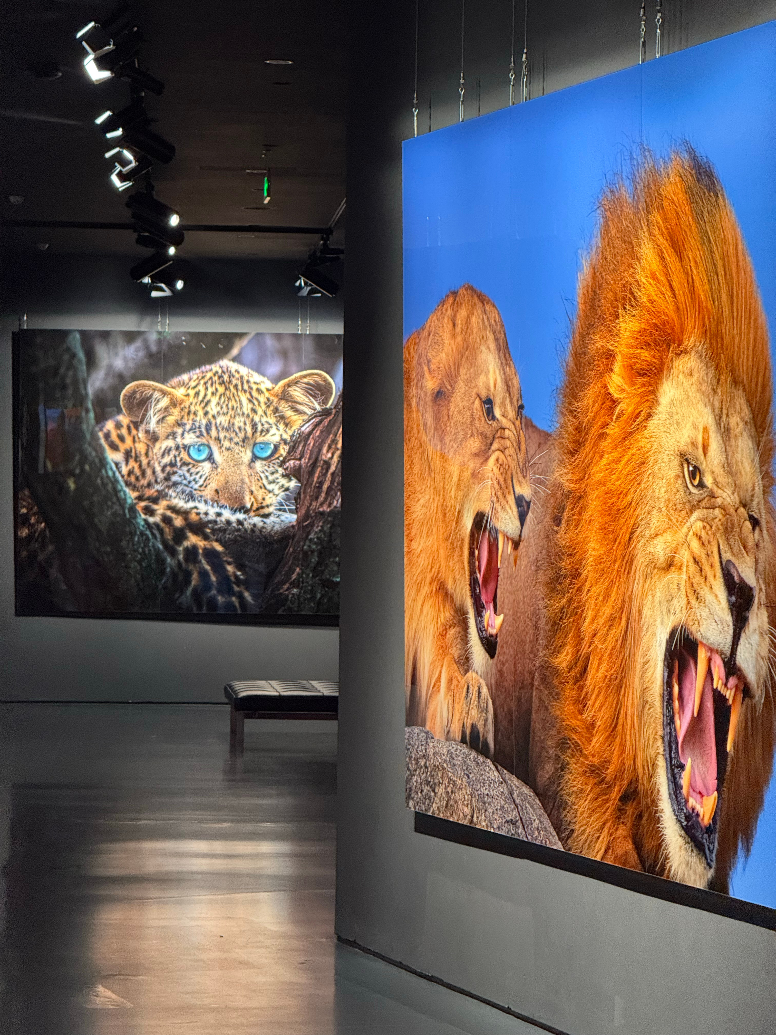 参观了罗红老师的摄影展  太震撼了 摄影楷模 北京·北京罗红摄影艺术馆