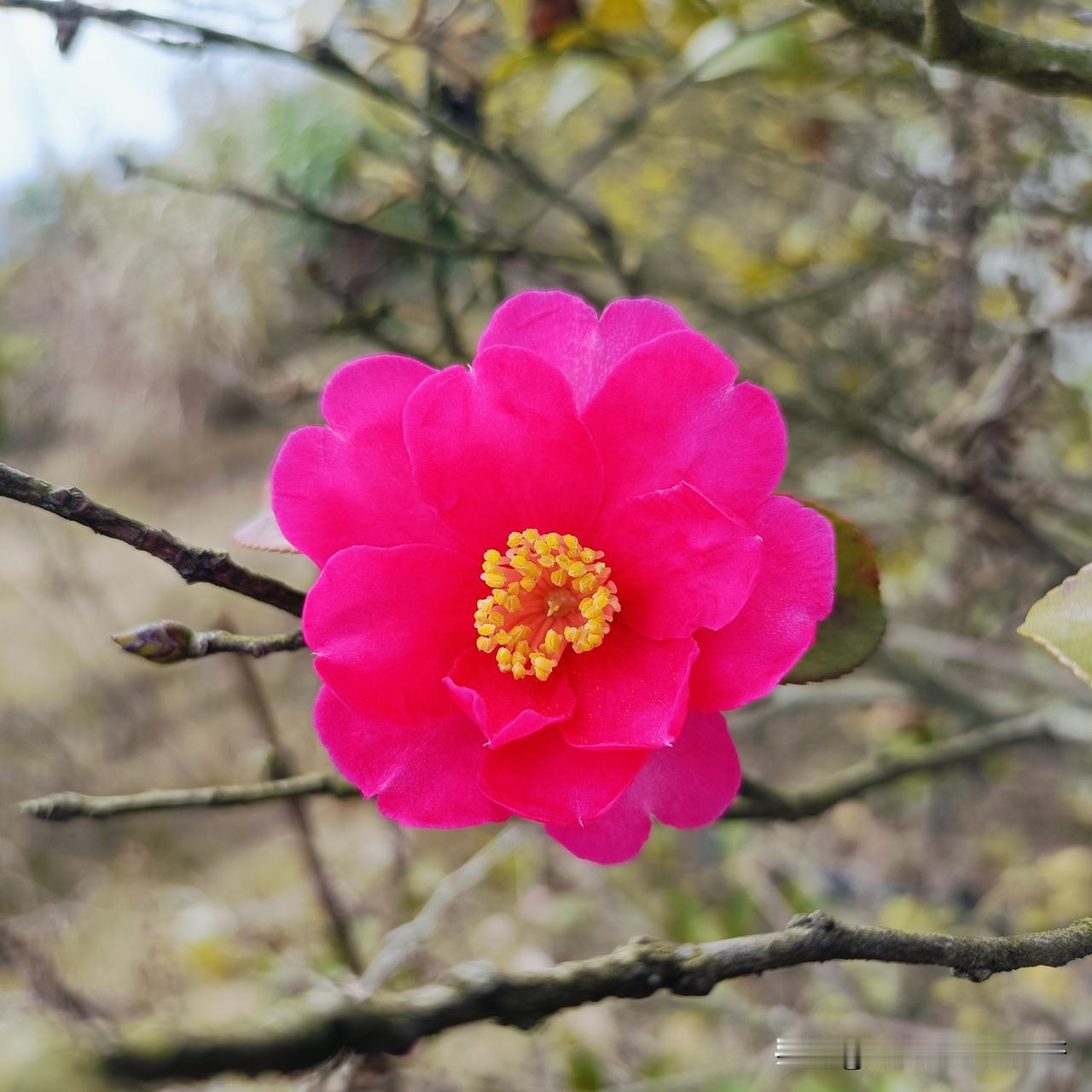 见一面吧
在春天里
在五颜六色的花海里

见一面吧
在夏天里
在蝉鸣不止的夜晚里