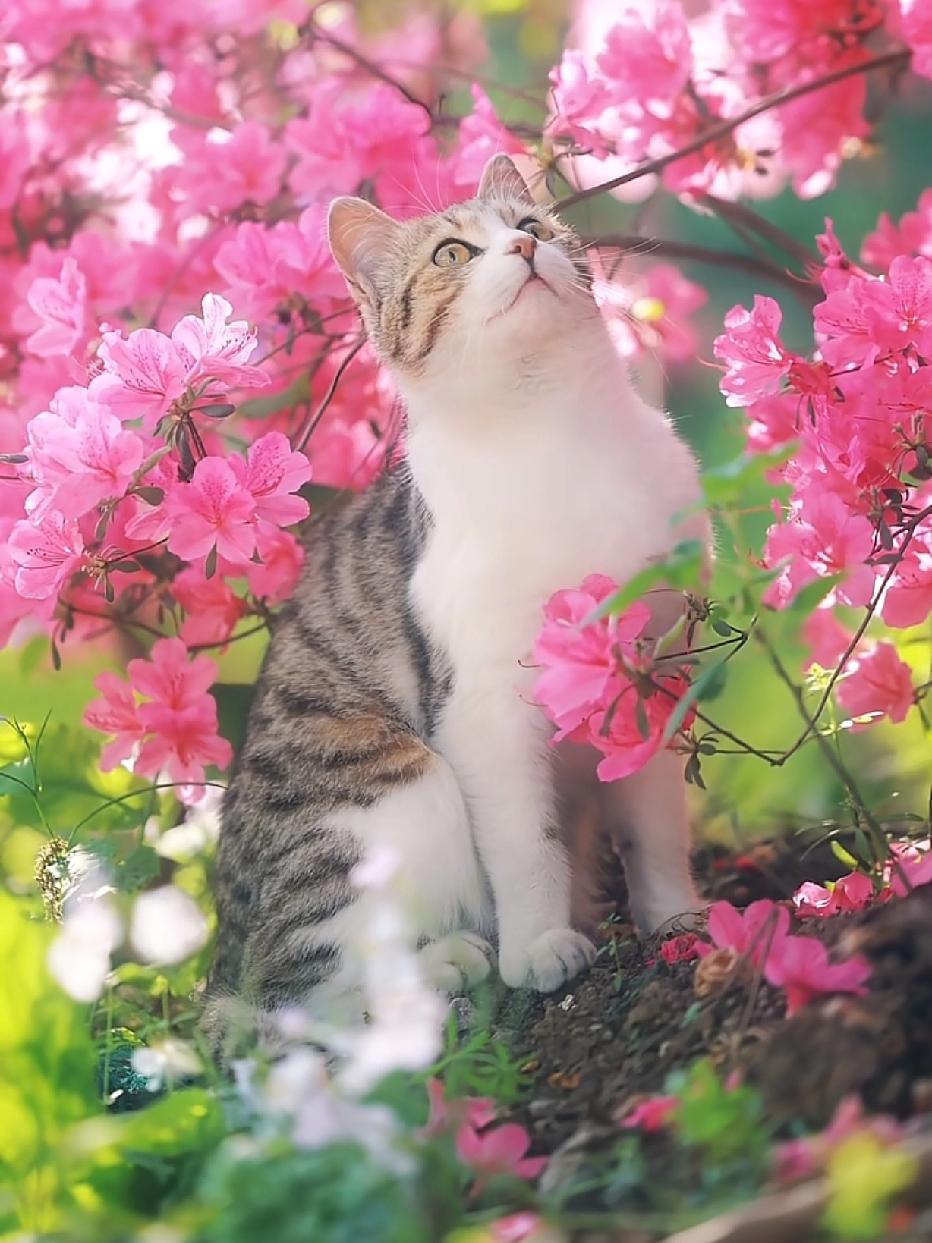 全网最漂亮的猫。
气质温婉，宛若大家闺秀一般。通身干净利落，毛色温和柔软。
眼光