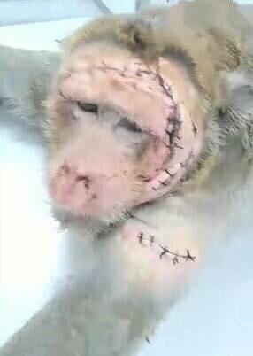 【两只猴子打架被送进医院，一只被毁容，一只屁股受伤】看这只猴子和同类打架，直打到