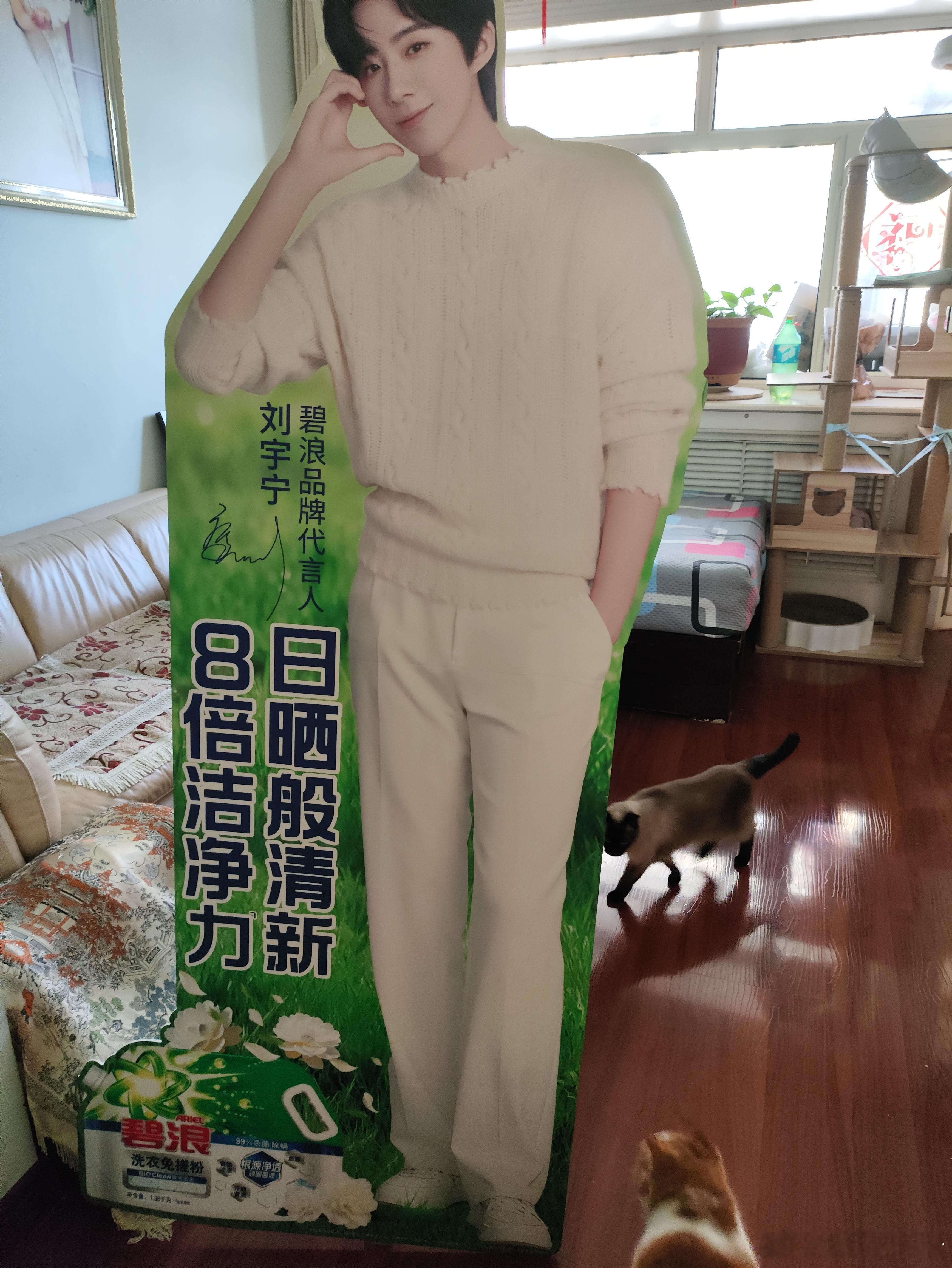 说话算话，说要把老大绑回家，就必须绑回家刘宇宁 。刘宇宁碧浪品牌代言人﻿ 。刘宇